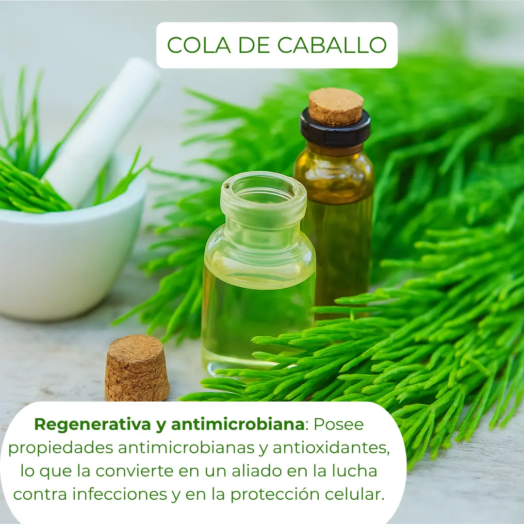 cola de caballo webp