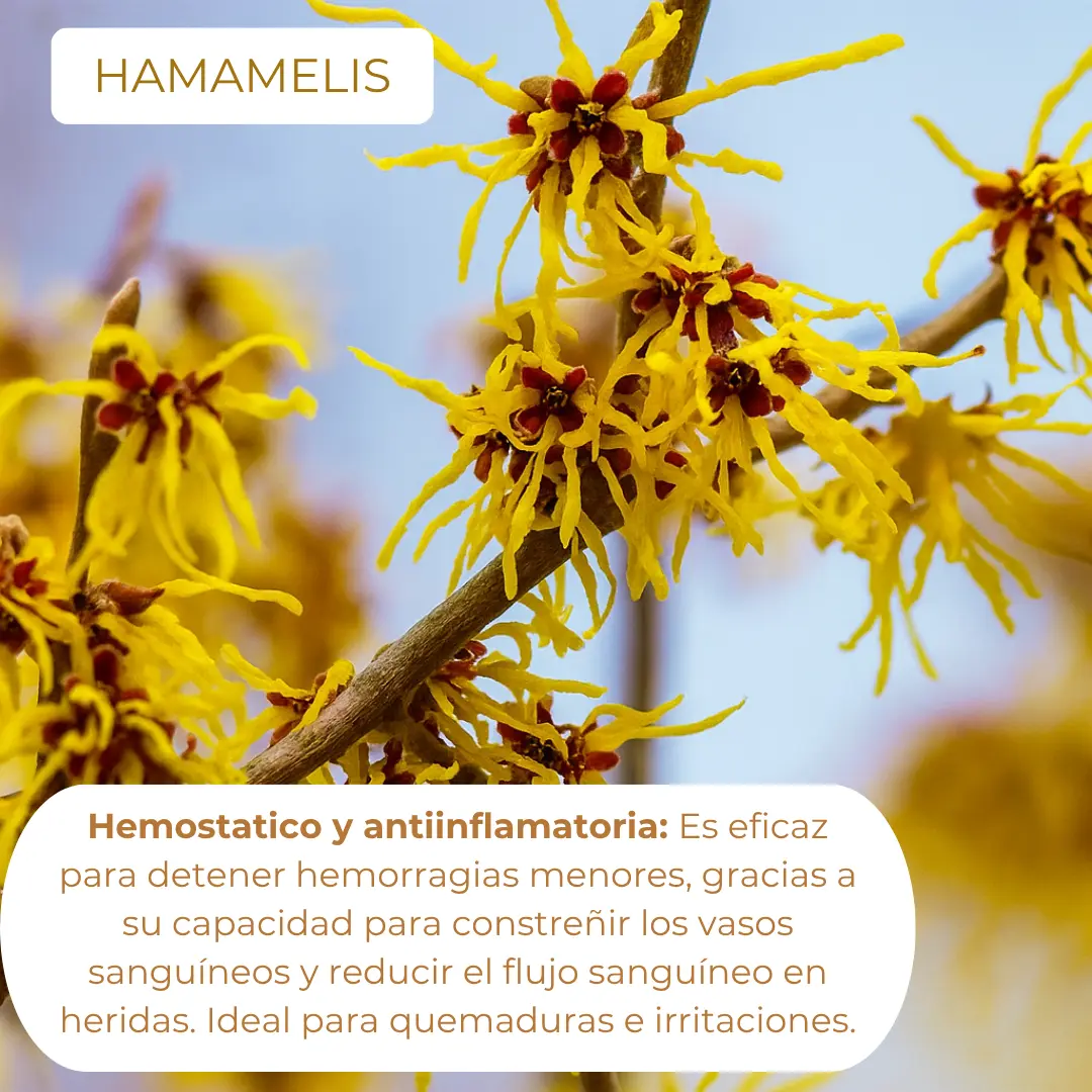 hamamelis webp